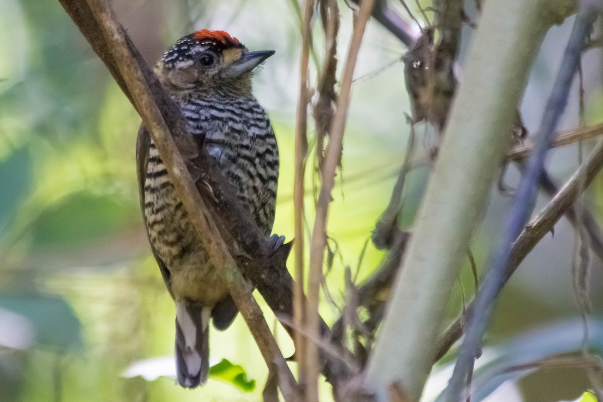 White-barred Piculet - ML561829371
