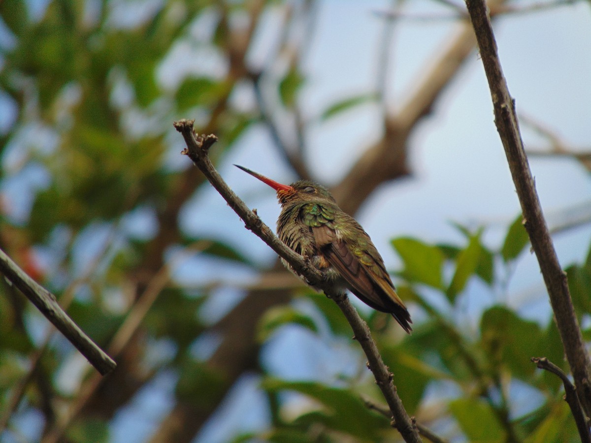 Gilded Hummingbird - ML561830881