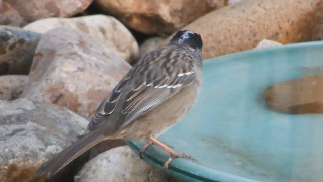 Golden-crowned Sparrow - ML561834571