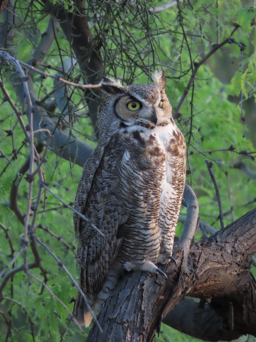 Great Horned Owl - ML561837301