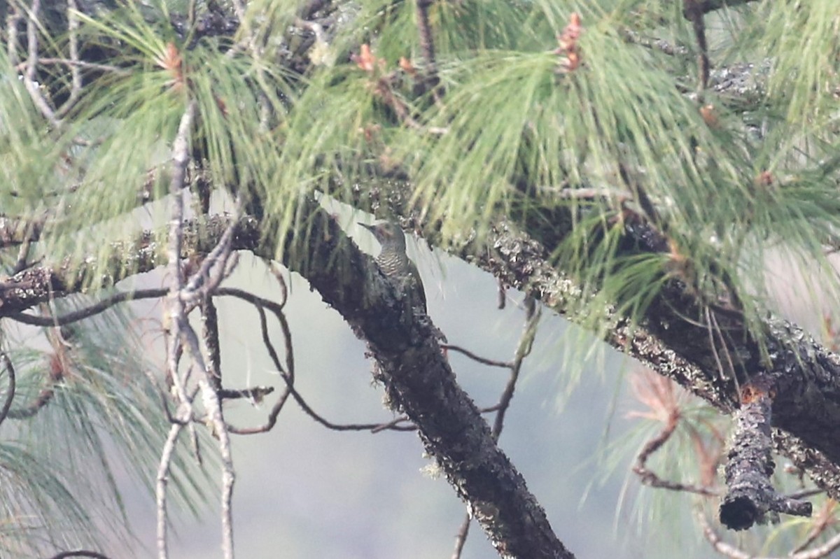 Gray-crowned Woodpecker - ML561839131
