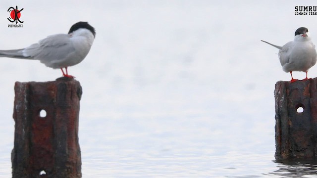 Common Tern - ML561845571