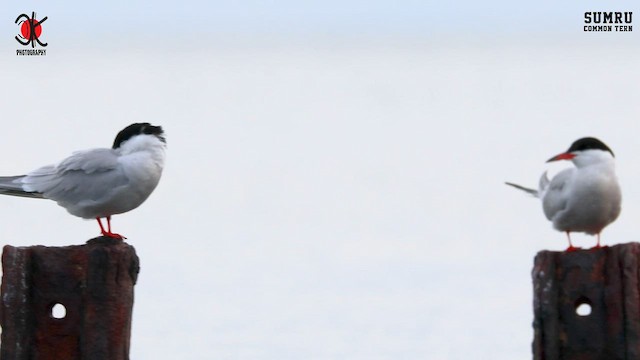 Common Tern - ML561845581