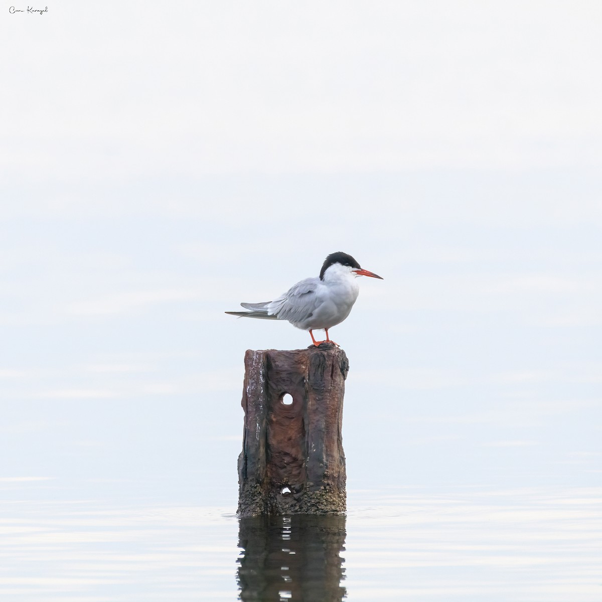 Common Tern - ML561845881
