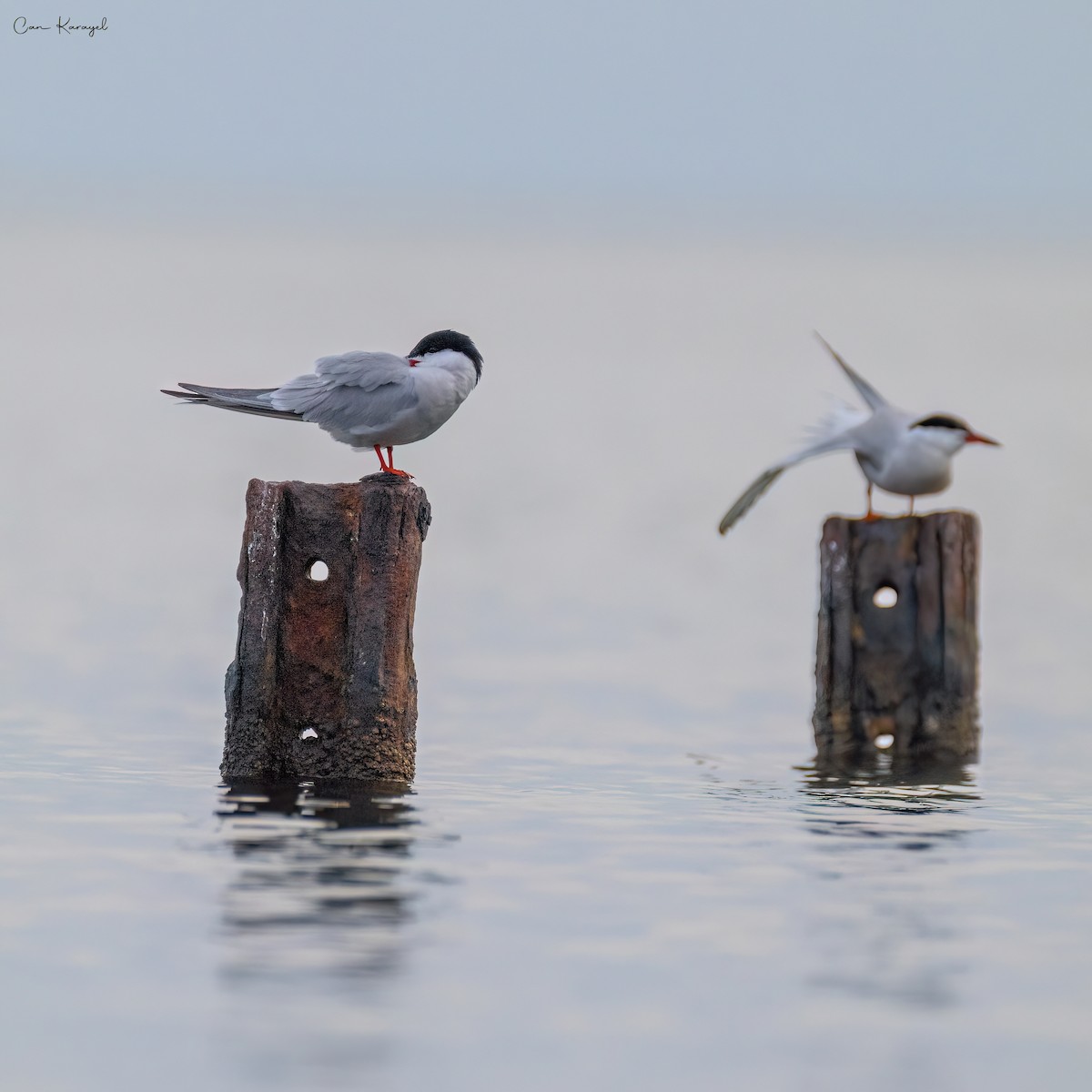 Common Tern - Can Karayel