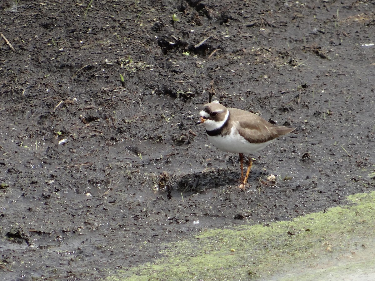 Semipalmated Plover - ML561846961