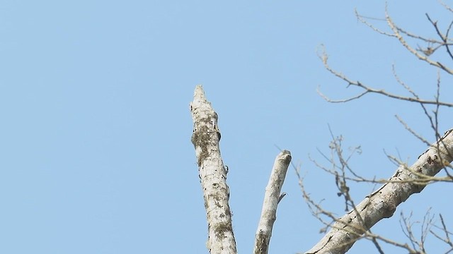 Hairy Woodpecker - ML561847051
