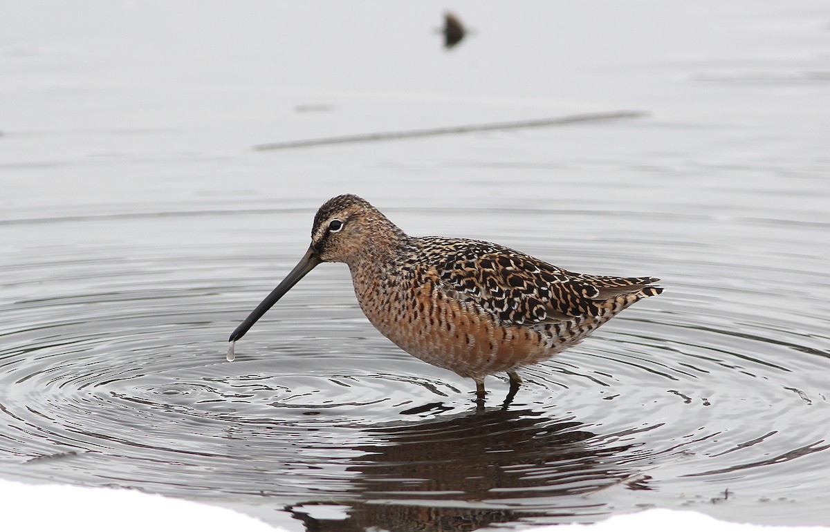 Long-billed Dowitcher - ML56184801