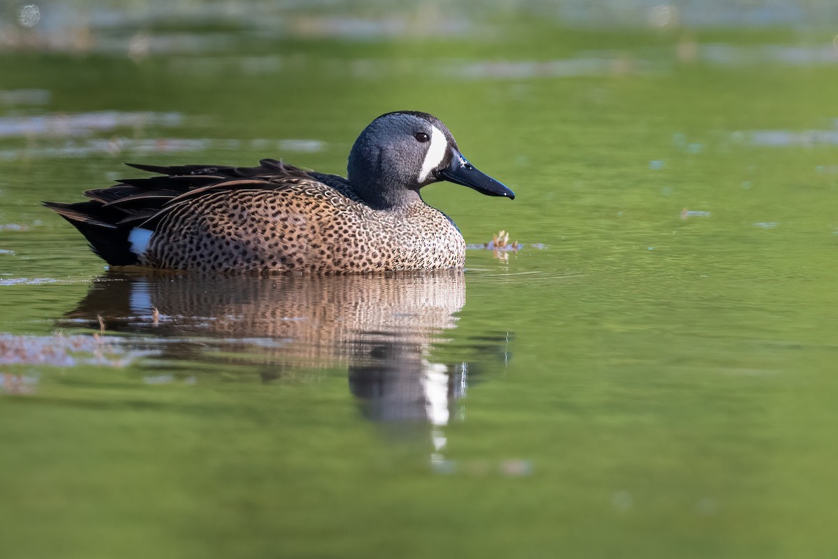 Blue-winged Teal - ML561848201