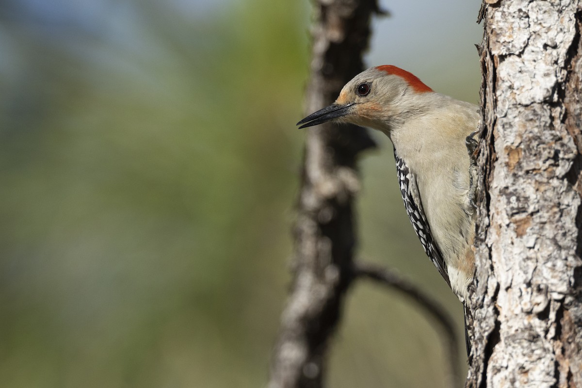 Red-bellied Woodpecker - ML561851171