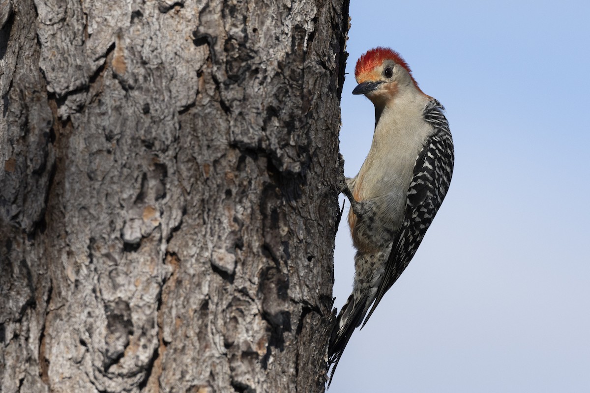 Red-bellied Woodpecker - Michael Stubblefield
