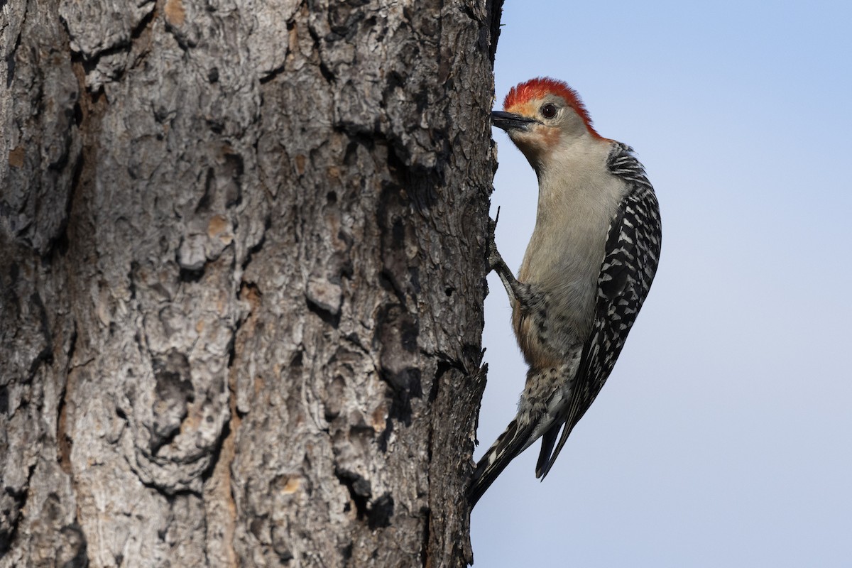 Red-bellied Woodpecker - ML561851191