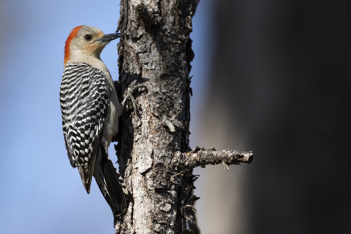 Red-bellied Woodpecker - ML561851201