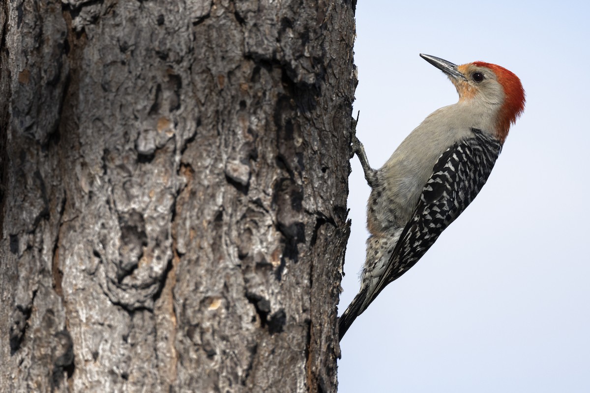 Red-bellied Woodpecker - ML561851211
