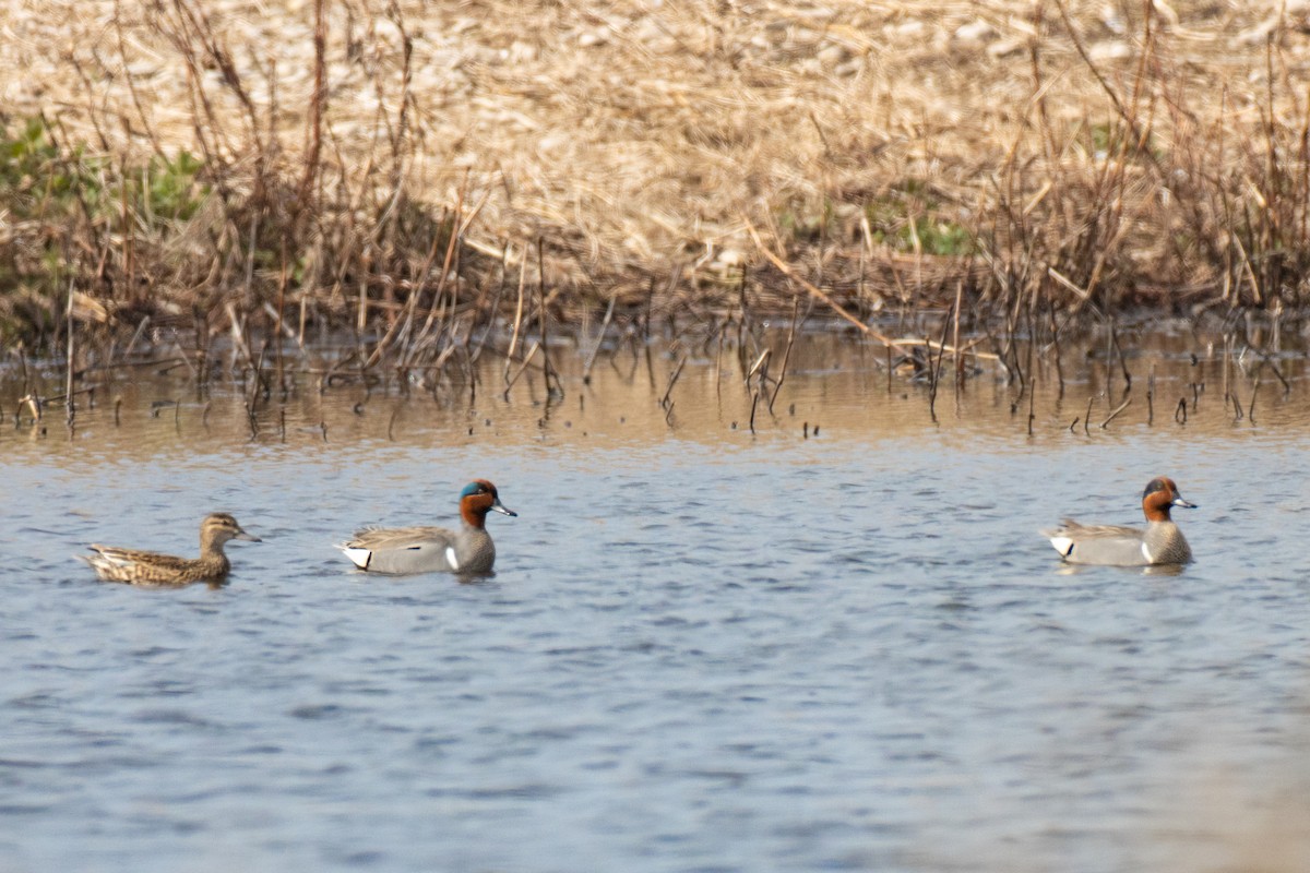 Green-winged Teal - ML561851531