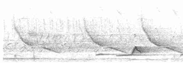 Schwarzkehl-Nachtschwalbe - ML561857091