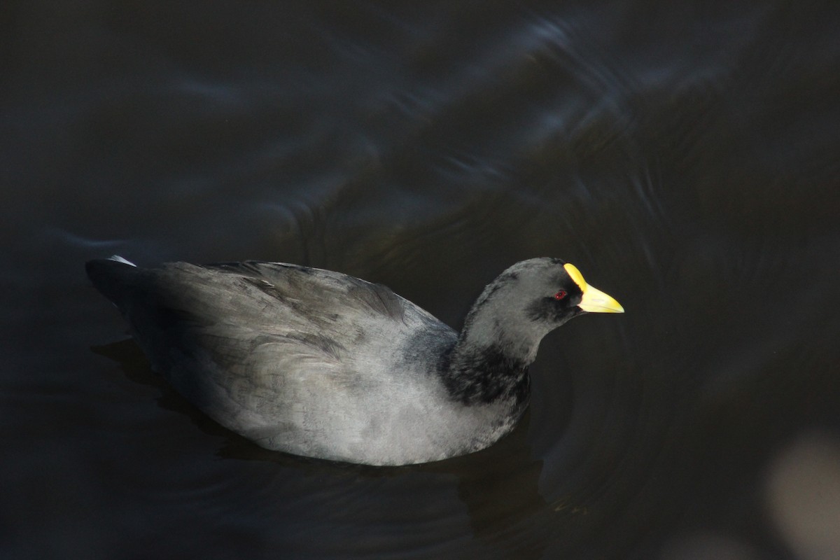 White-winged Coot - ML561863221