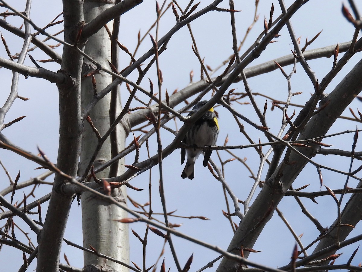 Yellow-rumped Warbler (Audubon's) - ML56186471