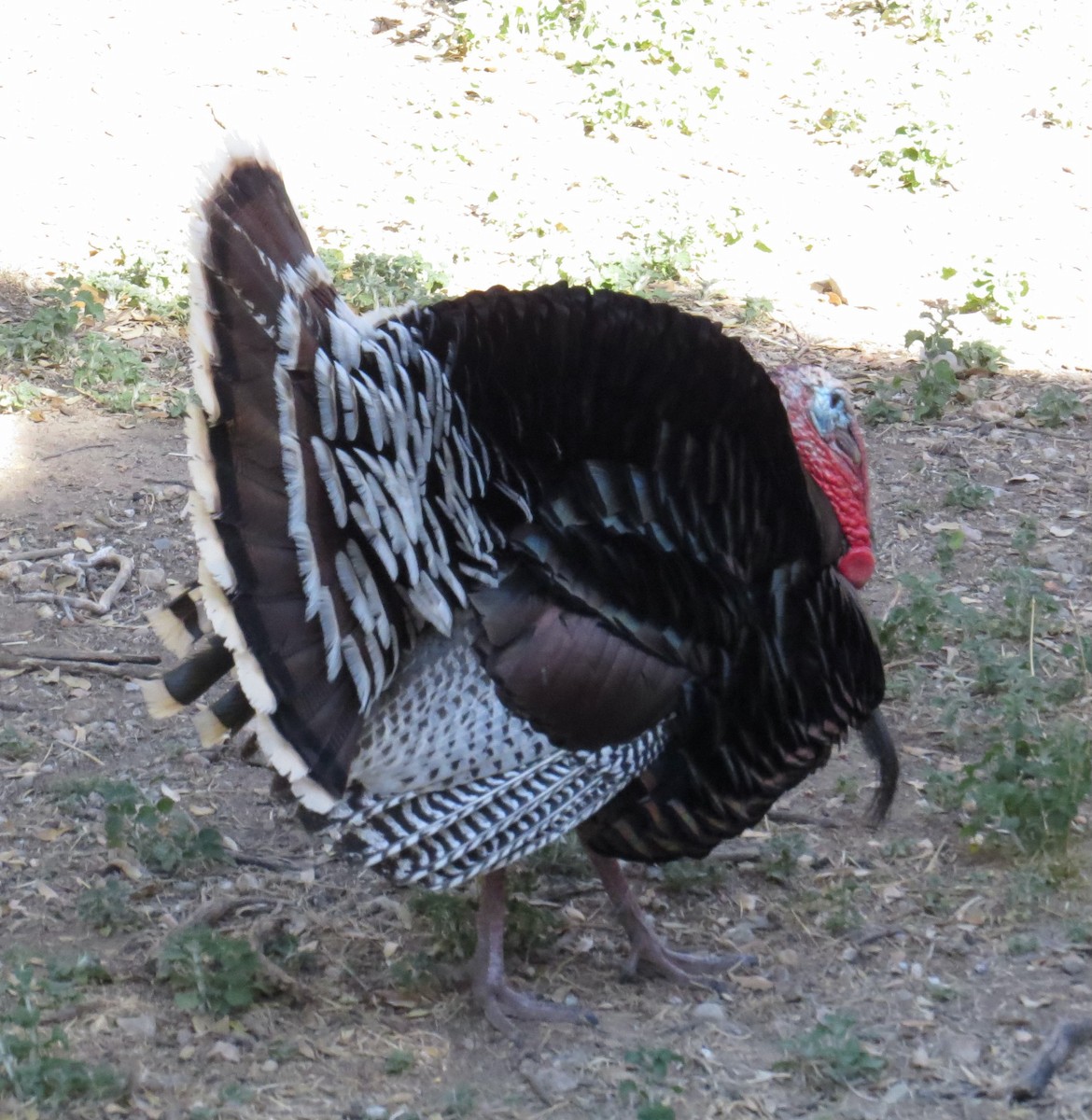 Wild Turkey - ML561866081