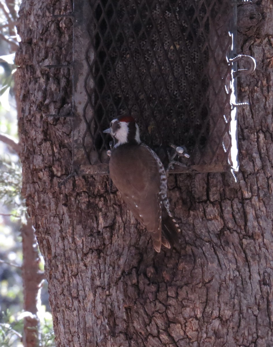 Arizona Woodpecker - Pat Holly