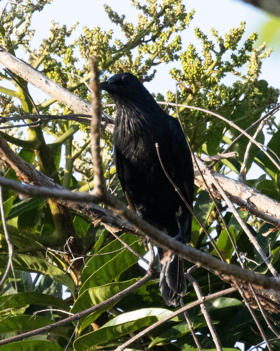 Brown-winged Starling - ML561868521