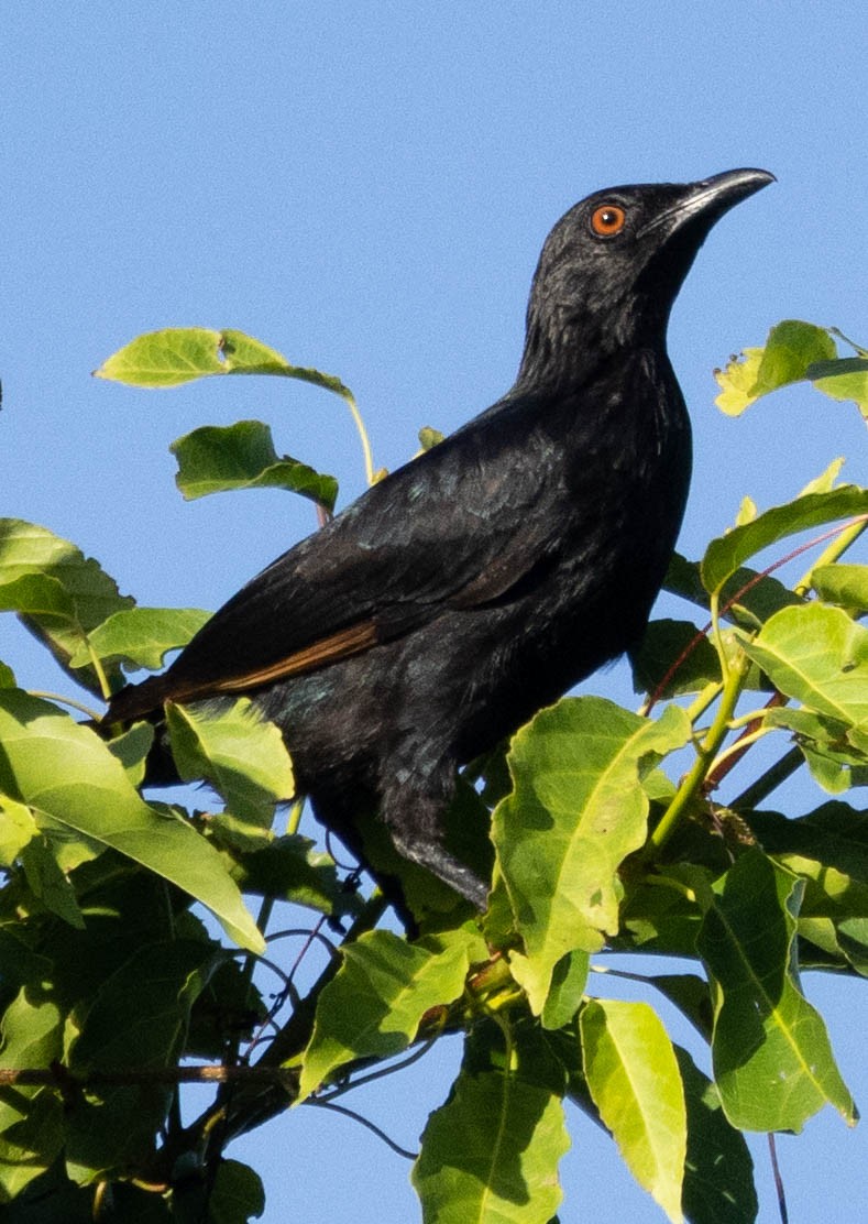 Brown-winged Starling - ML561870481