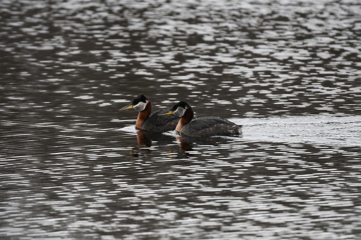Red-necked Grebe - ML561871361