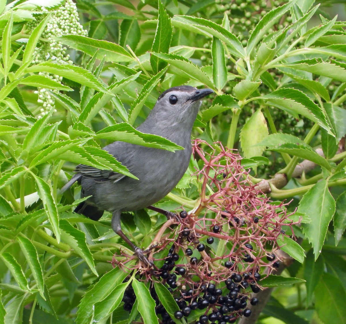 Ebird Checklist Apr Loxahatchee Nwr Marsh Trail