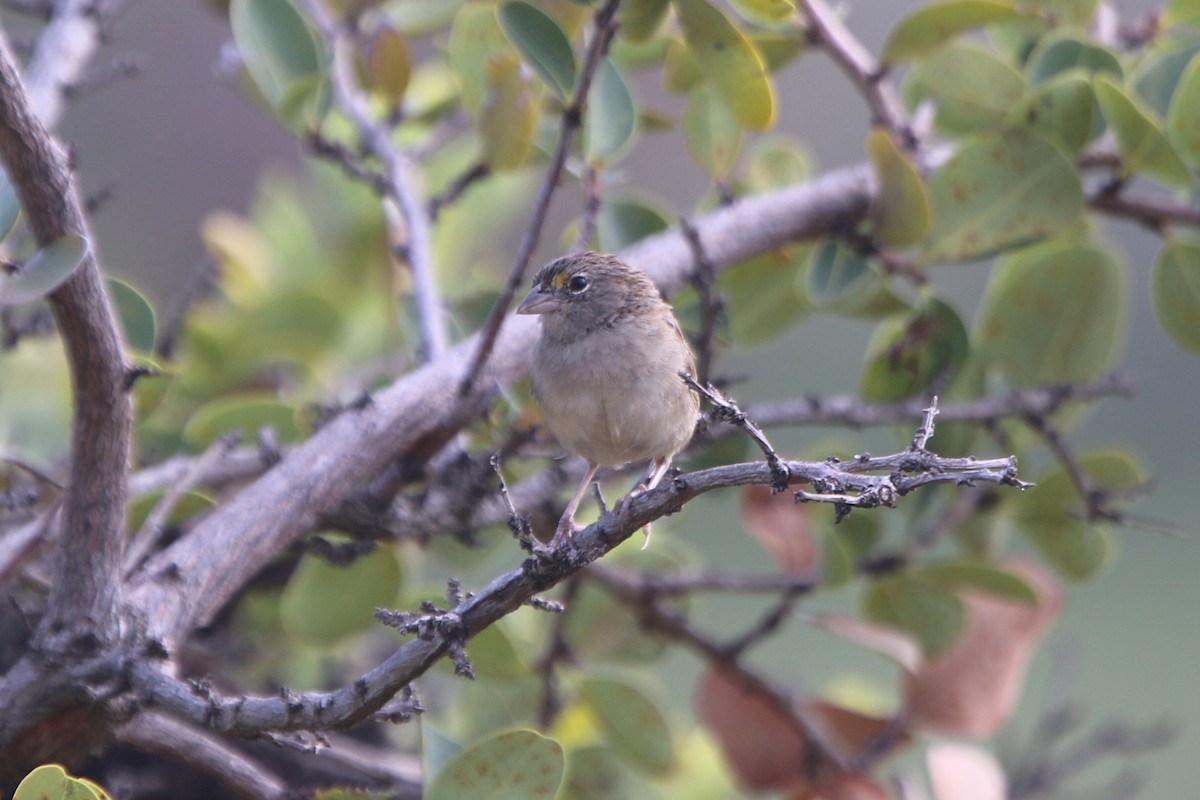 Grassland Sparrow - ML56187321