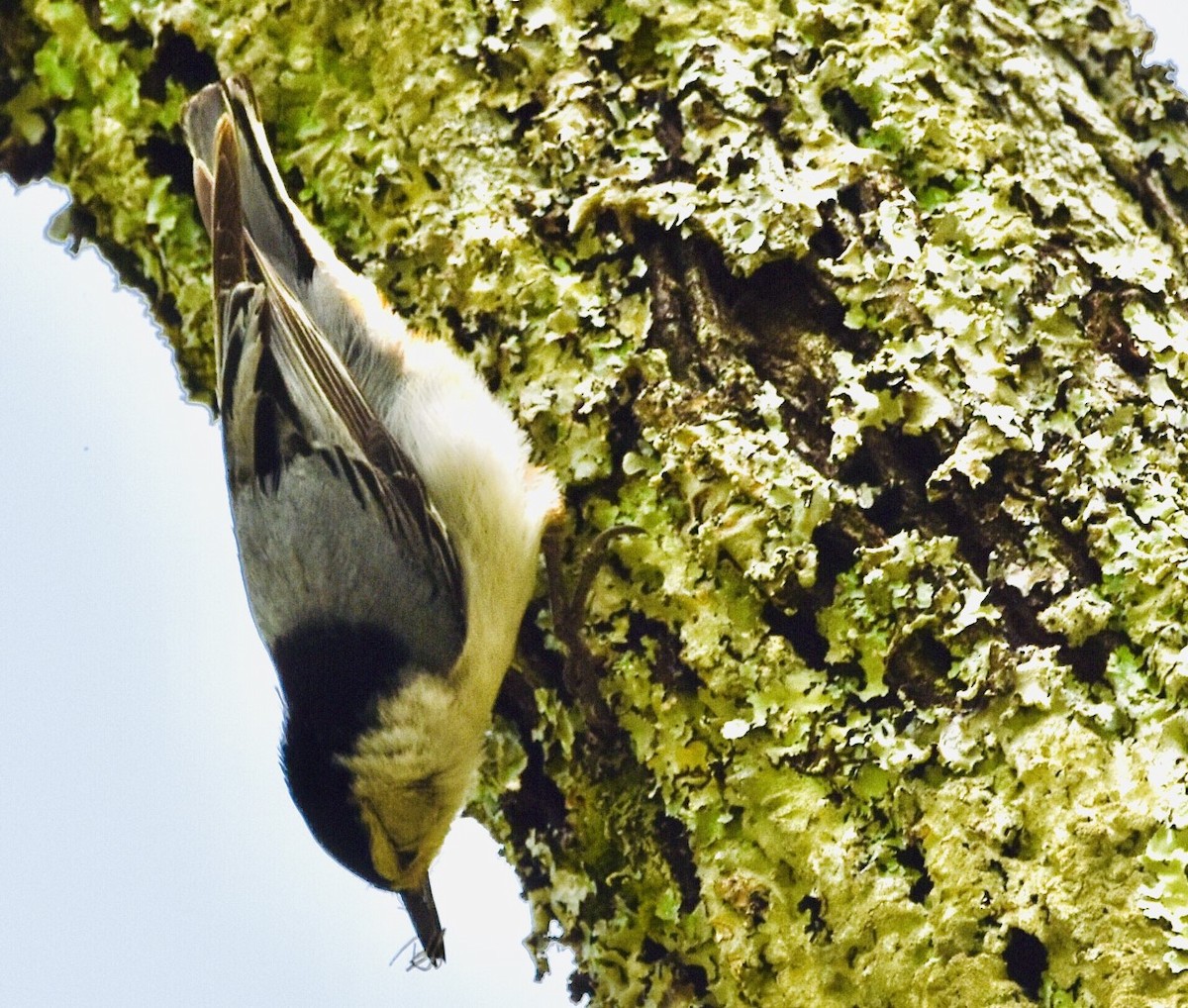 White-breasted Nuthatch - ML561878581