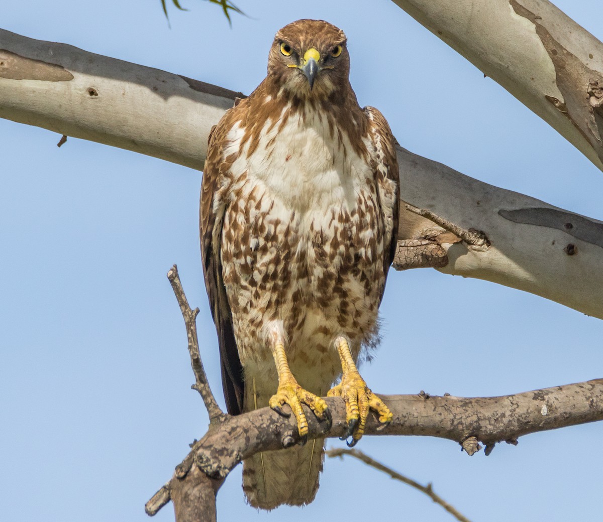 Red-tailed Hawk - ML56187951