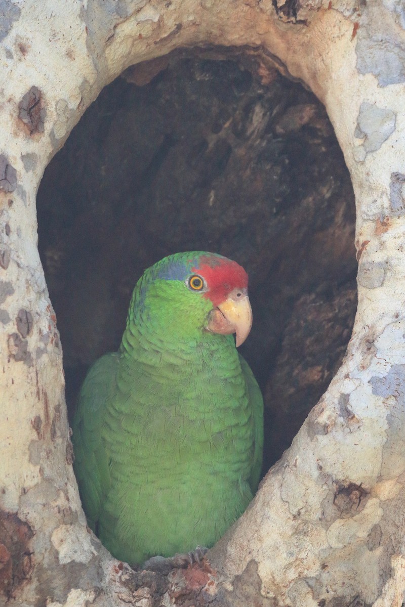 Red-crowned Parrot - ML561880351