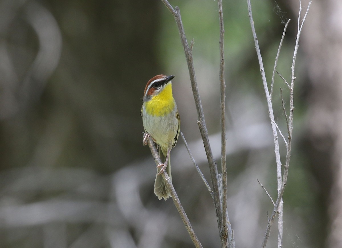 Rufous-capped Warbler - ML561881161