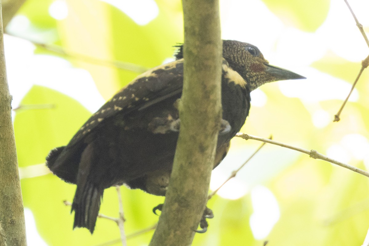 Black-and-buff Woodpecker - ML561881841