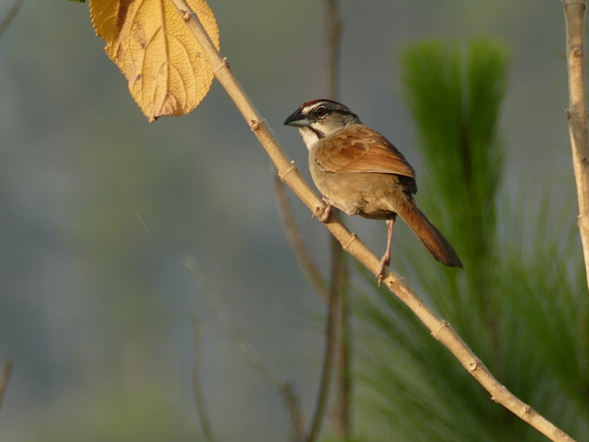 Rusty Sparrow - ML561882211