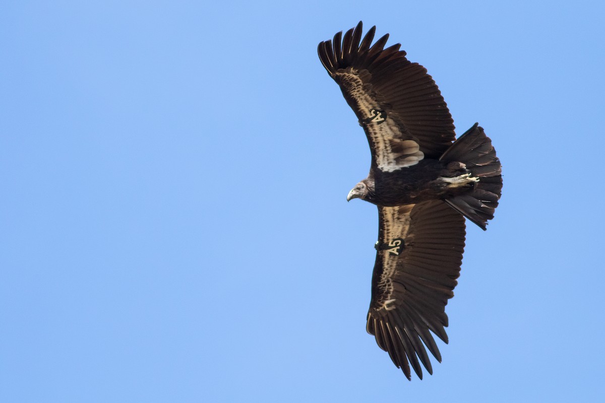 Condor de Californie - ML561882961