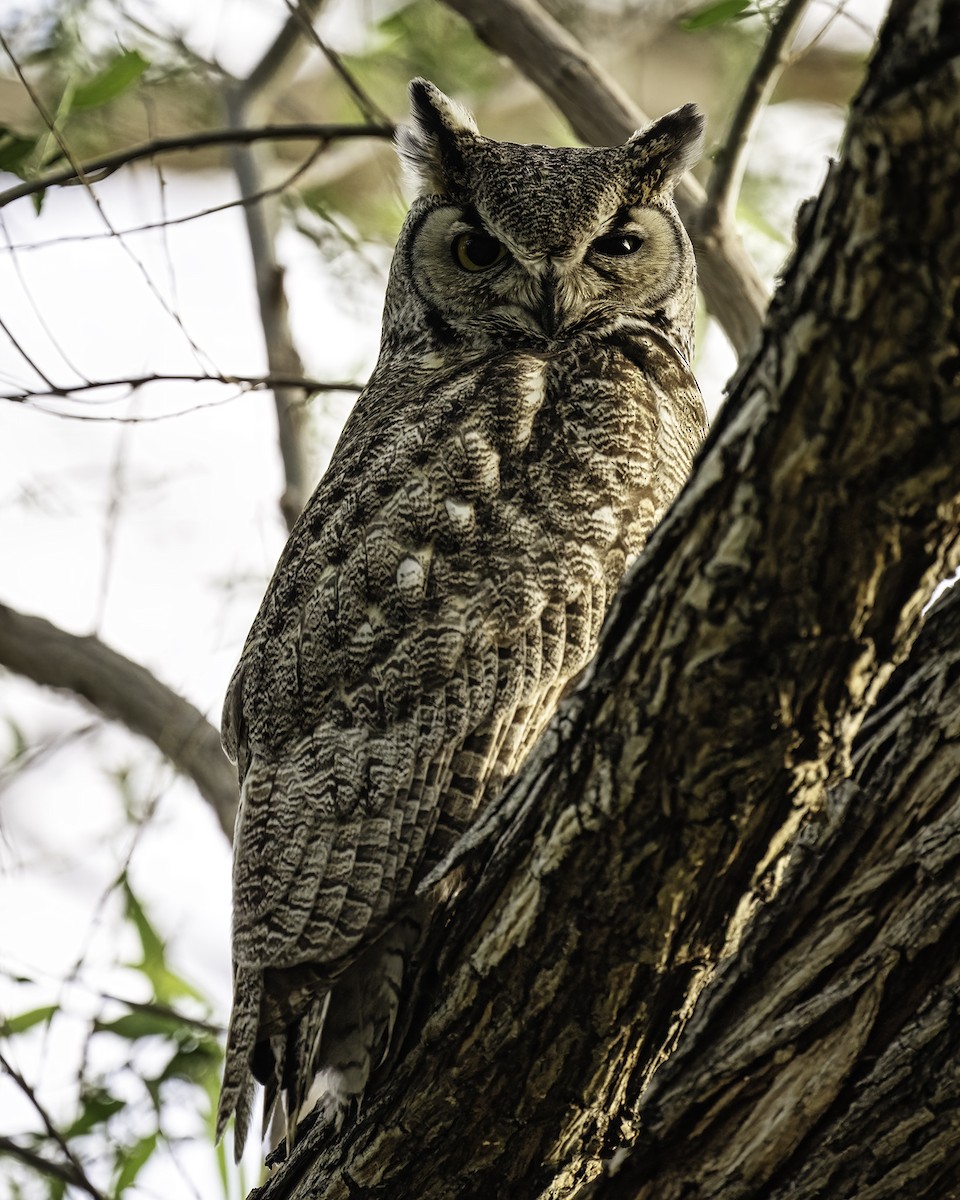Great Horned Owl - ML561883411