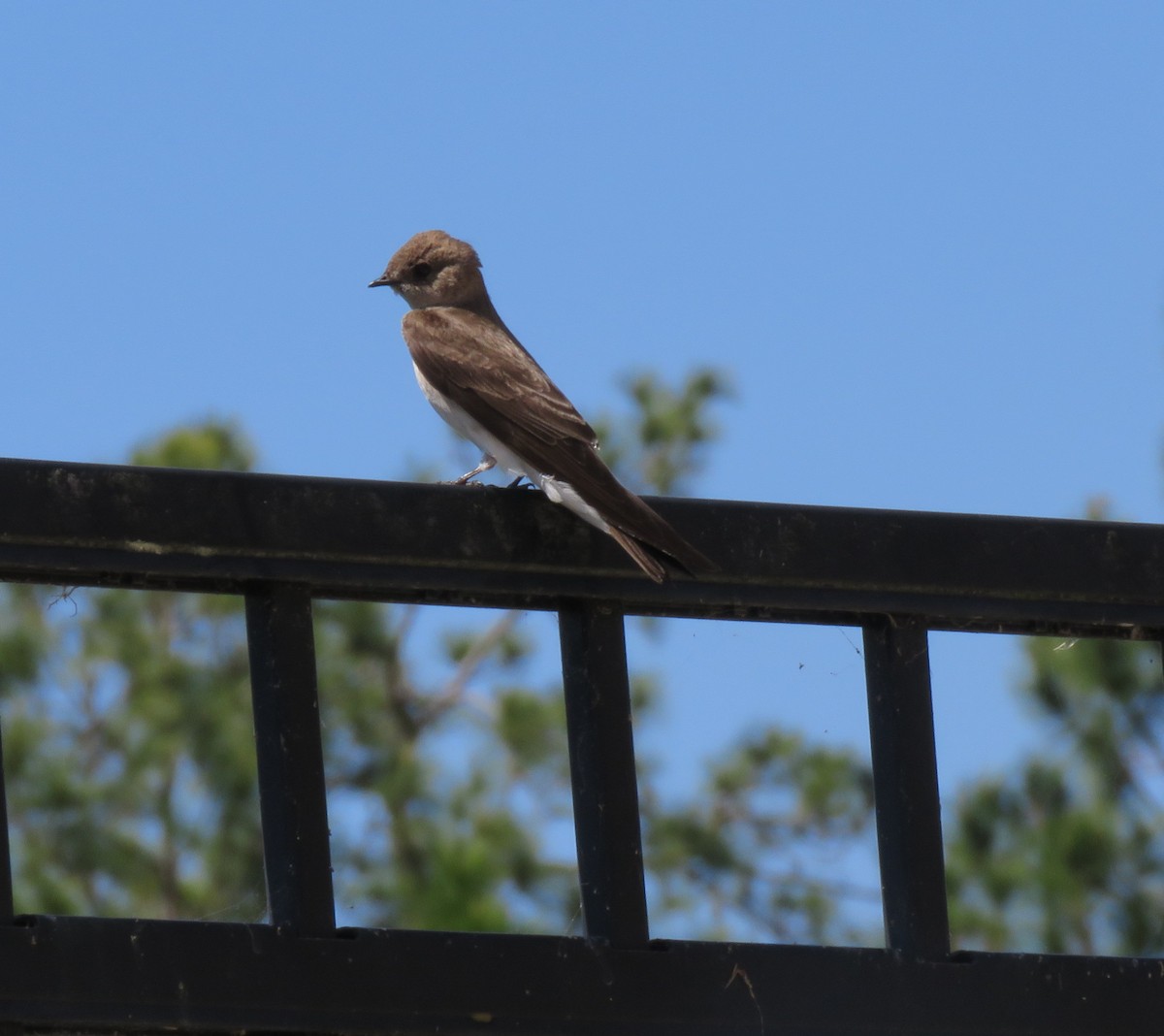 Northern Rough-winged Swallow - ML561883651