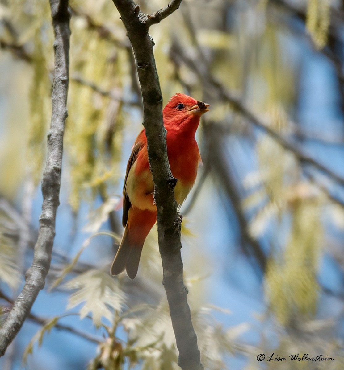 New York Breeding Bird Atlas Checklist - 23 Apr 2023 - Hoyt Farm Town ...