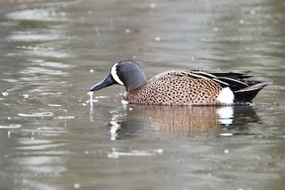 Blue-winged Teal, ML561891671