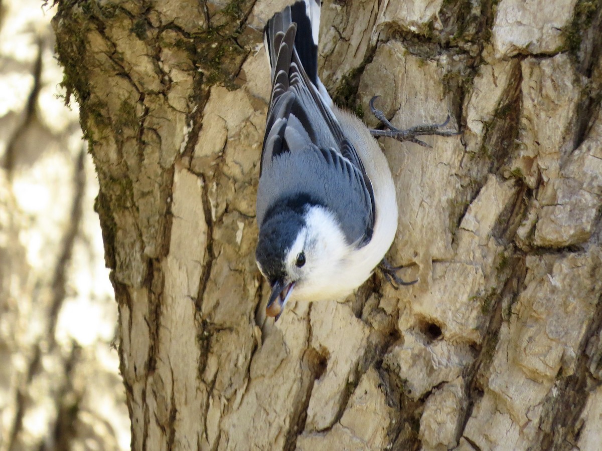 White-breasted Nuthatch - ML561892181