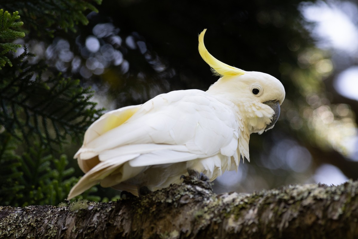 Sulphur-crested Cockatoo - Pedro Nicolau