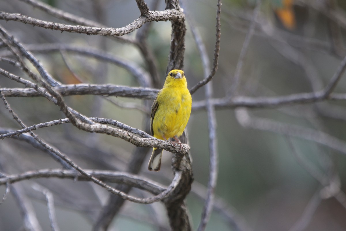 Stripe-tailed Yellow-Finch - Ian Thompson