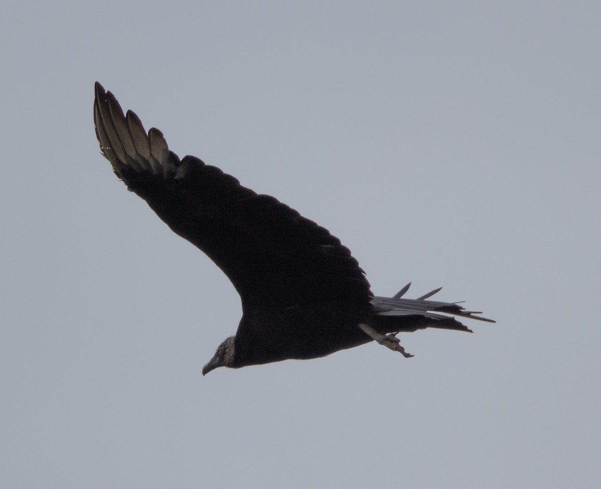 Black Vulture - ML561899911