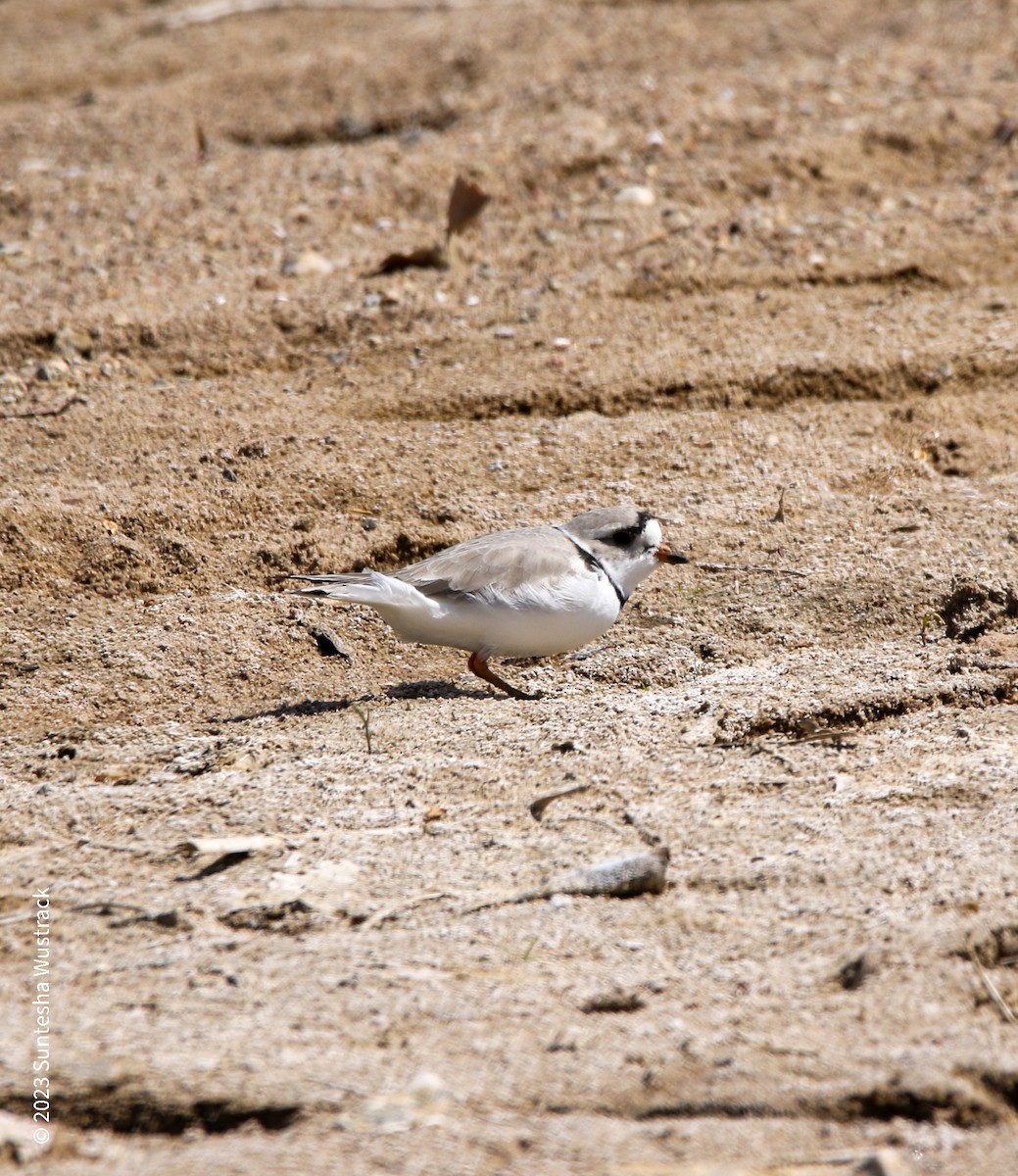 Piping Plover - ML561900711