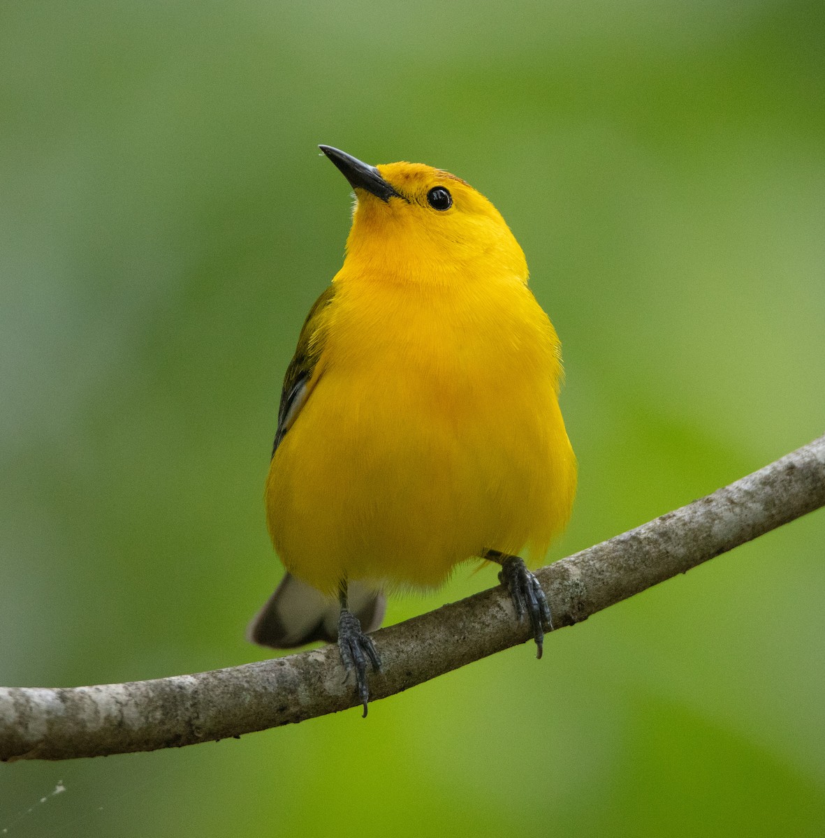 Prothonotary Warbler - ML561904201