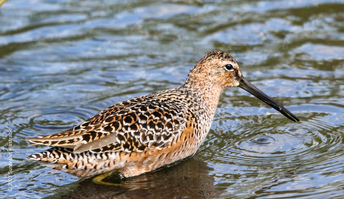 Long-billed Dowitcher - ML561904881