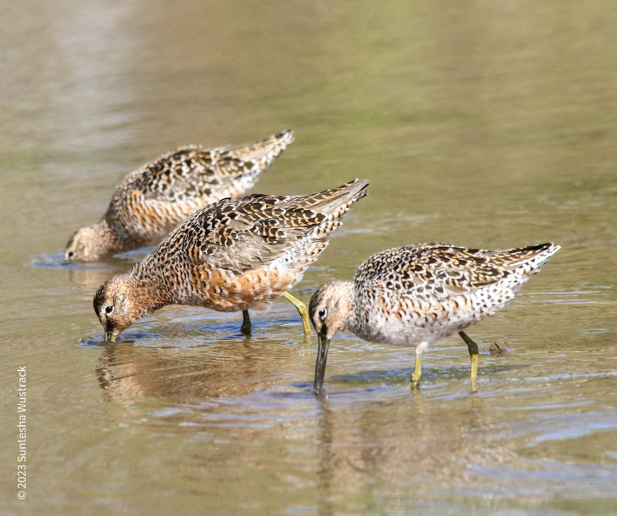 Long-billed Dowitcher - ML561904901