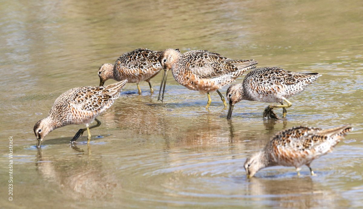 Long-billed Dowitcher - ML561904911
