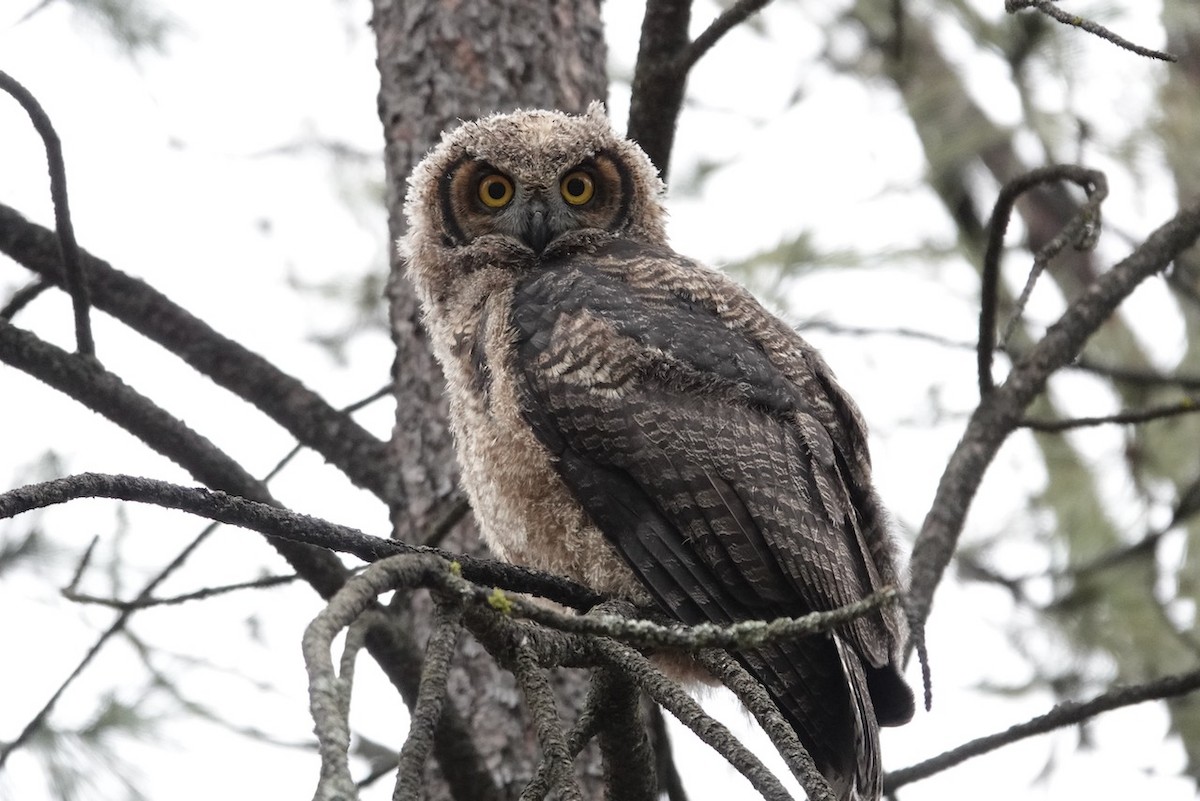 Great Horned Owl - ML561905081